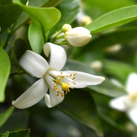 Perfume for Her with 30% essence - 70ml Br. 145