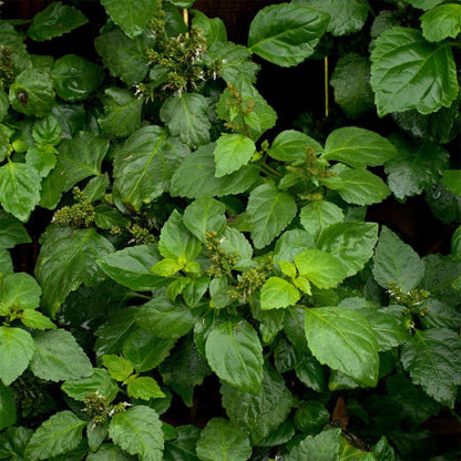 Perfume For Him with 30% essence - 30ml Br. 379