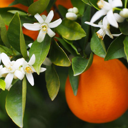 Perfume For Him with 30% essence - 30ml Br. 379